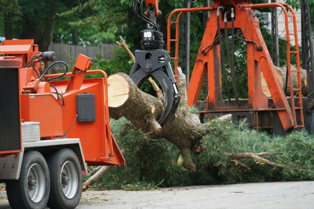 Tree Removal for Businesses